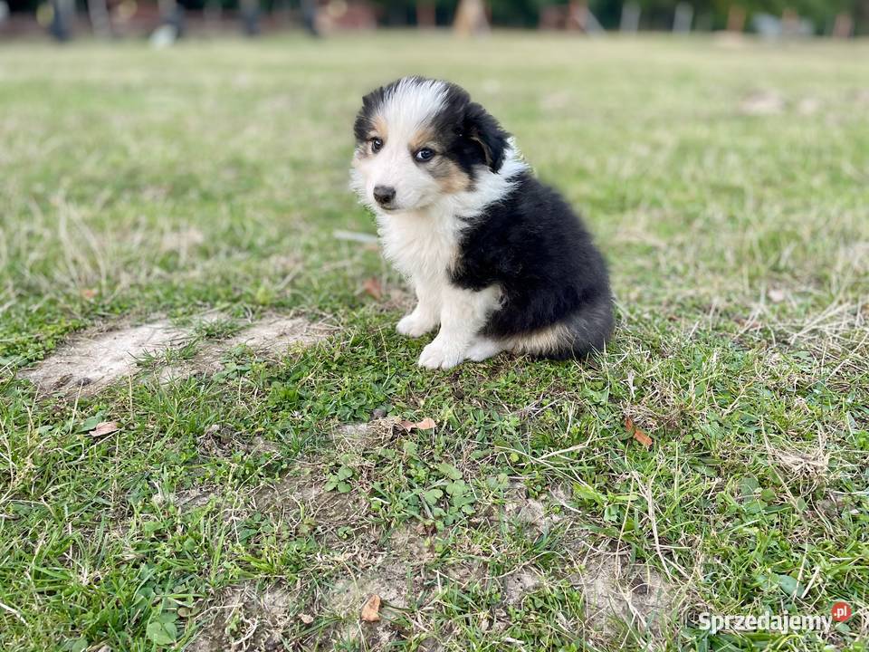 Border Collie suczka 2 Ostrowiec Świętokrzyski