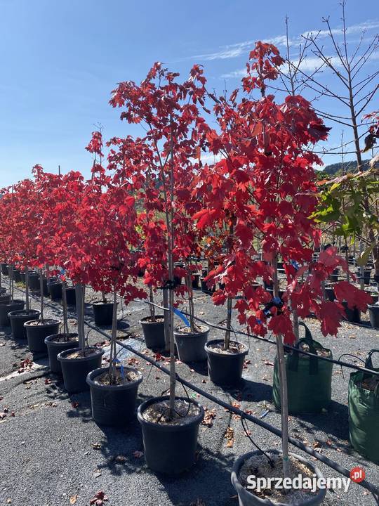 Nasadzenia zastępcze kompensacyjne brzoza klon Iglaste Katowice sprzedam