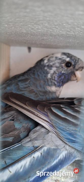 Papugi rozela królewska niebieska 2024 podkarpackie Kolbuszowa
