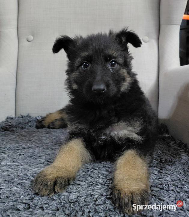 Szczenięta Owczarek Niemiecki Długowłosy Grzęby