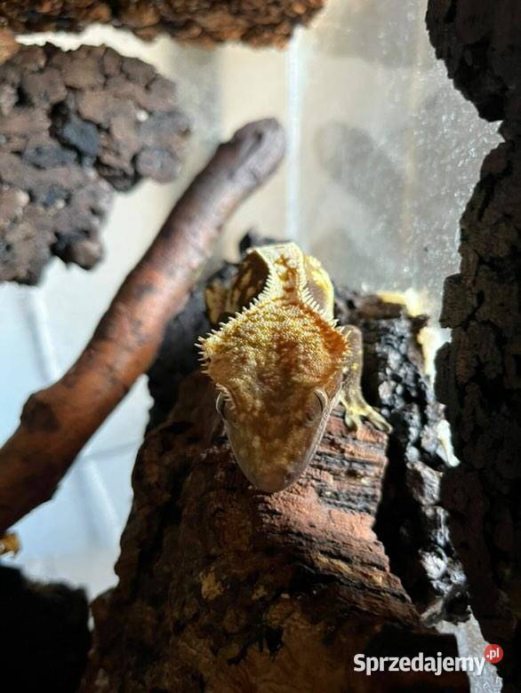 Gekony orzęsione Radom