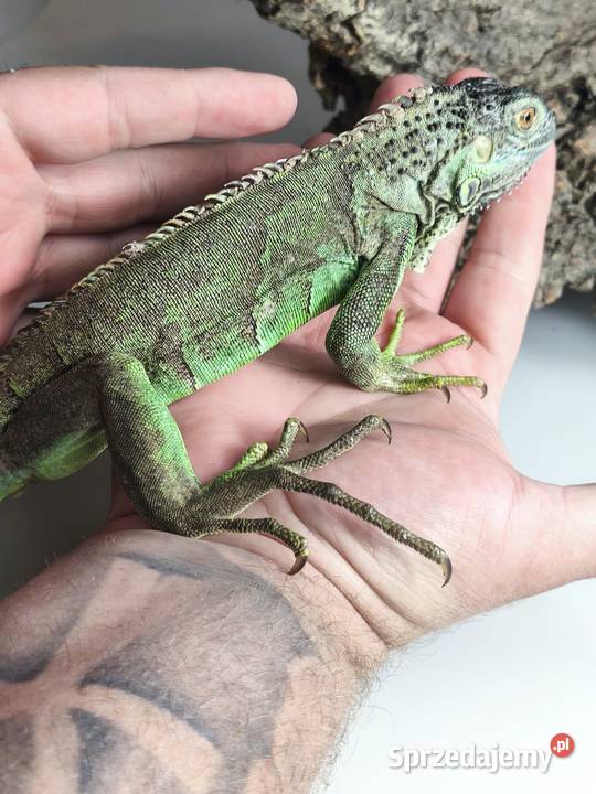 Legwan zielony Iguana iguana z legalnego sklepu dolnośląskie Wałbrzych sprzedam
