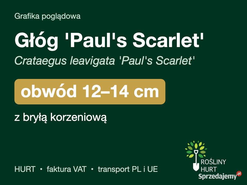 Głóg Pauls Scarlet obwód 1214 z bryłą HURT