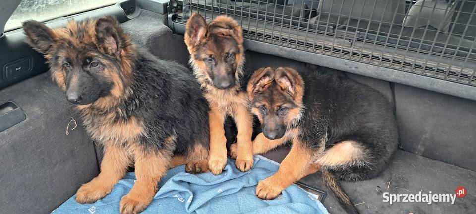 Szeniaki owczarek niemiecki Psy Zębowice