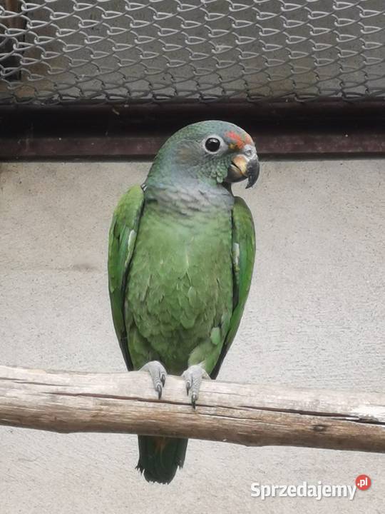 Piony niebieskogłowe z 2025r kujawsko-pomorskie Rypin