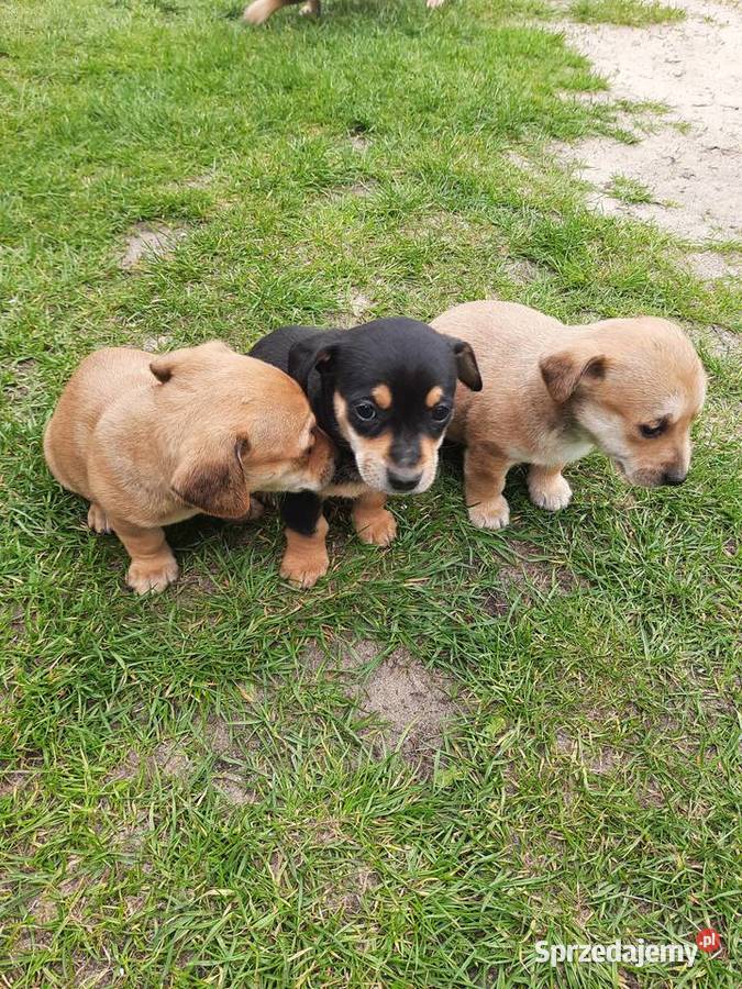 Cztery pieski do oddania Pozostałe