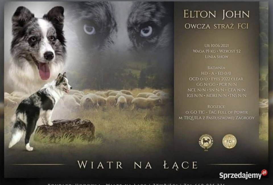 Szczeniaki Border Collie ZKwP FCI Pozostałe Pęczerzyno sprzedam