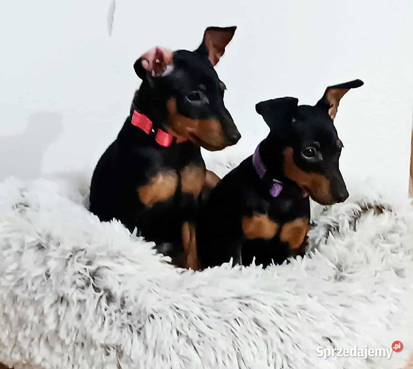 Pinczer miniaturowy ZKwP FCI wesoła przebadana