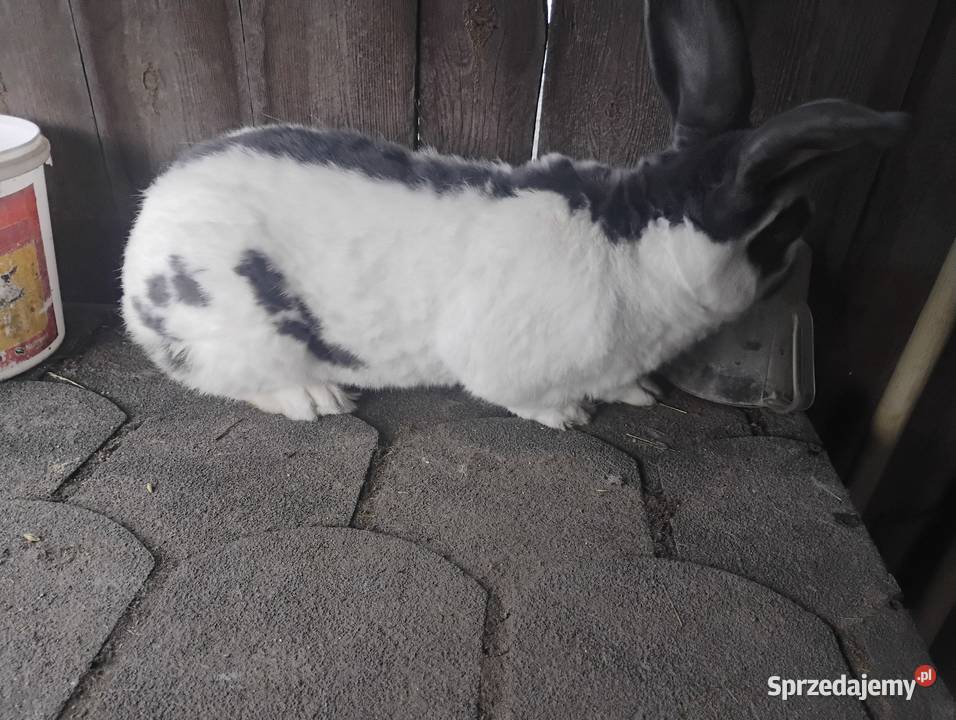 Samiec srokacza Zwierzęta Goniczki