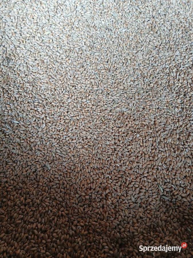 Sprzedam pszenice łódzkie Dobroń sprzedam