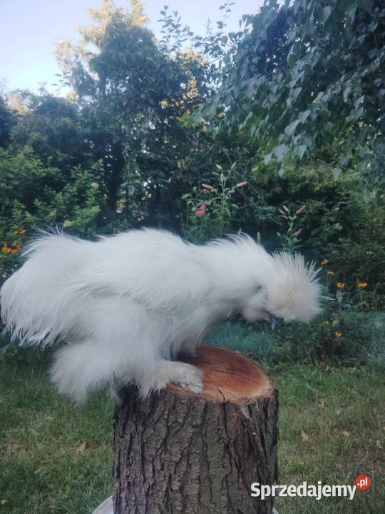 Sprzedam silki koguty podkarpackie Białobrzegi