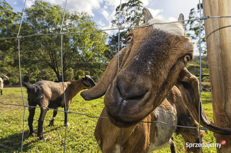 Siatka leśna 2002515M Super gruba