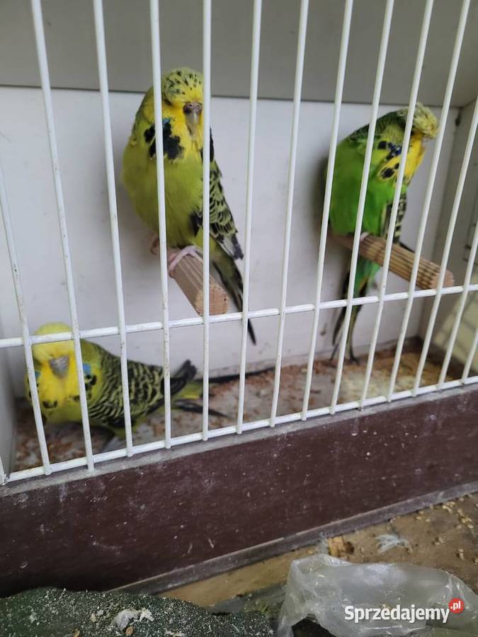 Papugi wpf Międzyrzecz