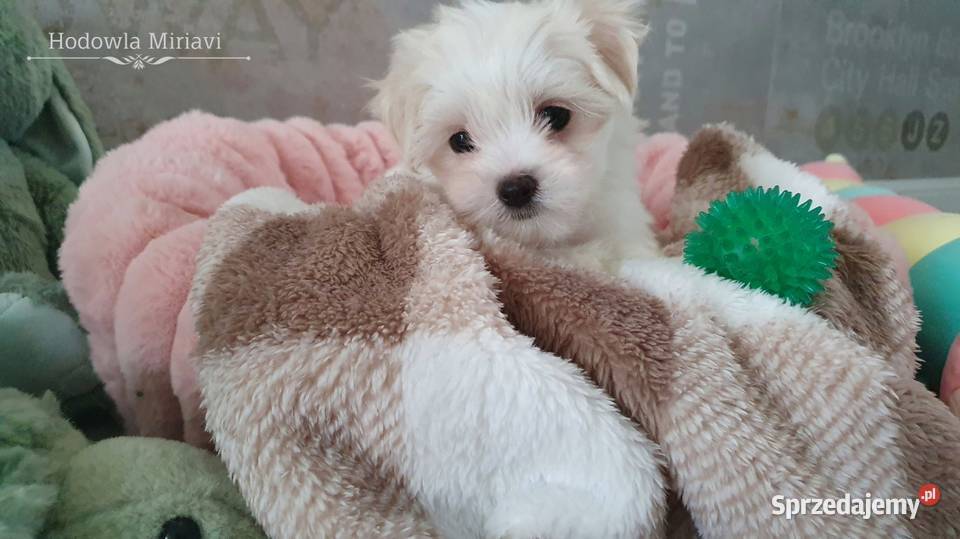 Maltańczyk sunia ZHPR UCI Mierczyce sprzedam