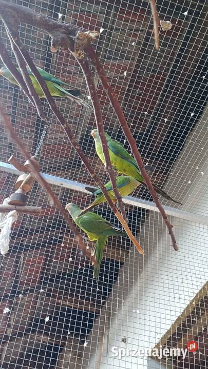 Papugi barabandy Wieliczka sprzedam