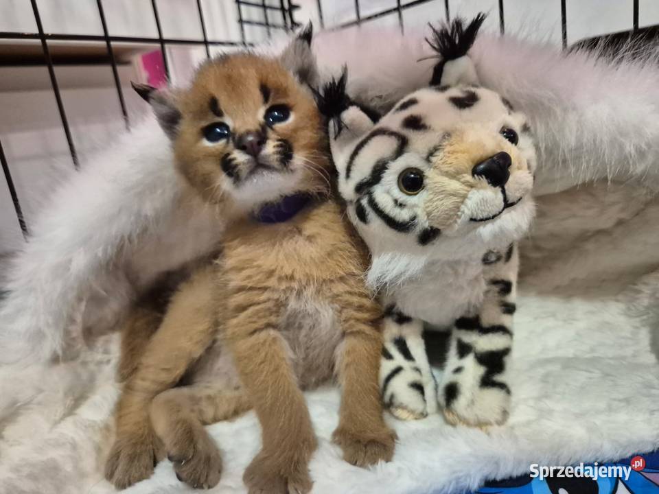 Karakal stepowy caracal młode koty łagodne Pozostałe Pasłęk