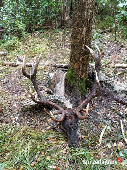Sprzedam wieniec jelenia czekam na propozycje Bartoszyce sprzedam