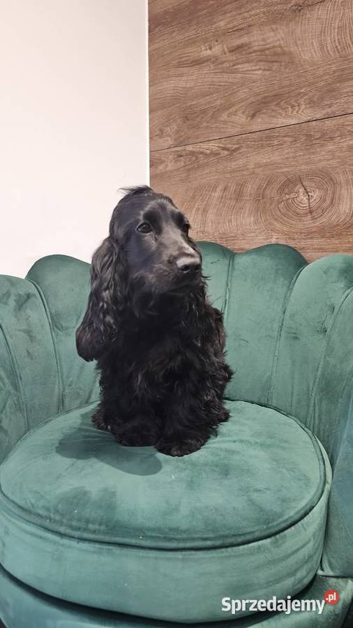 Cocker Spaniel Angielski Jasienie