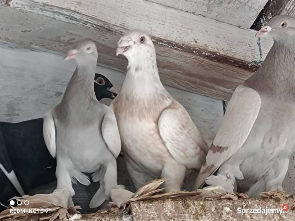 Gołębie Staropolskie Ptaki Kuczbork-Wieś