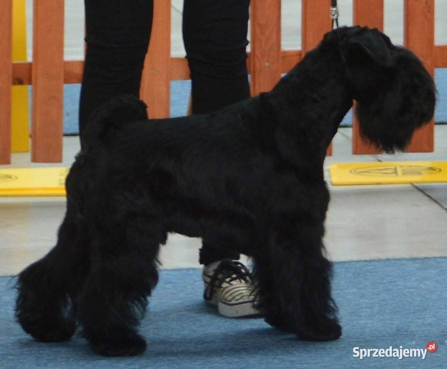 SZNAUCERY MINIATUROWE czarne urocze szczeniaczki małopolskie Kraków