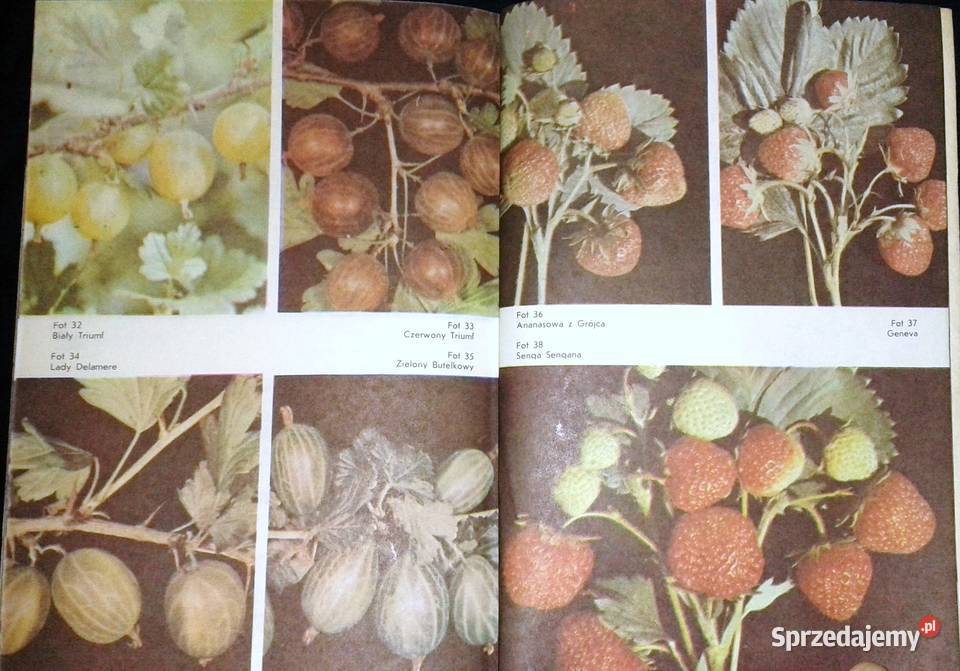 Owoce z mojej działki Tomasz Rejman miękka Chełm