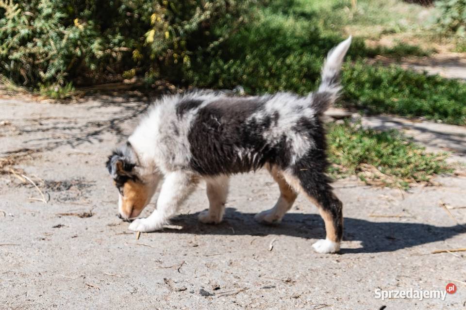 Owczarek szkocki collie z metryką Zakrzewo