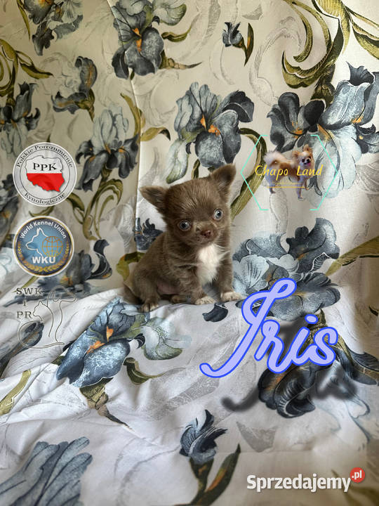 Chihuahua z rodowodem lilac czekoladowe Skarżysko-Kamienna