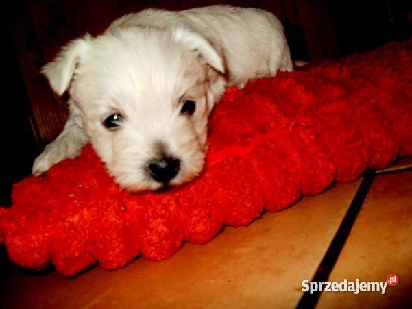 West Highland White Terrier pieski Szczecin