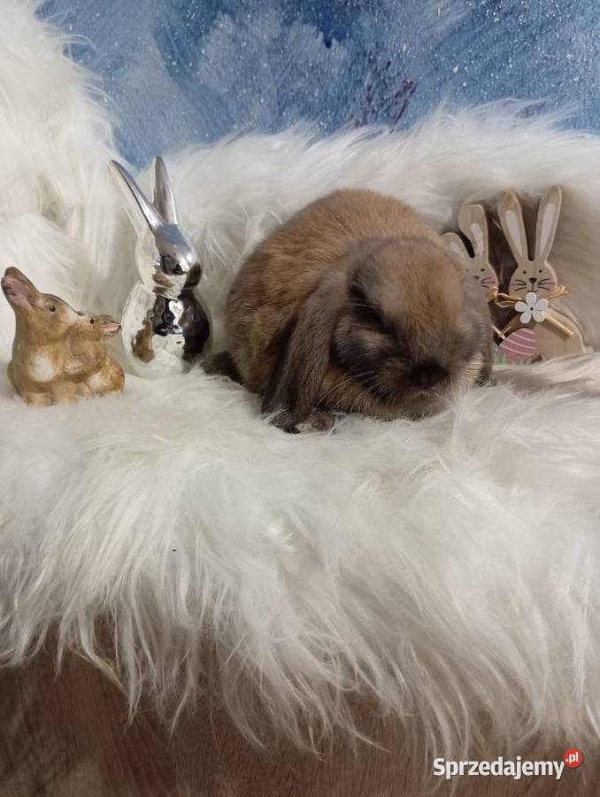 Mini lop karzełek Teddy lewek mini rex króliki Krosno