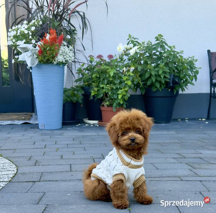 Pudel Toy filigranowy piesek Polanka Wielka