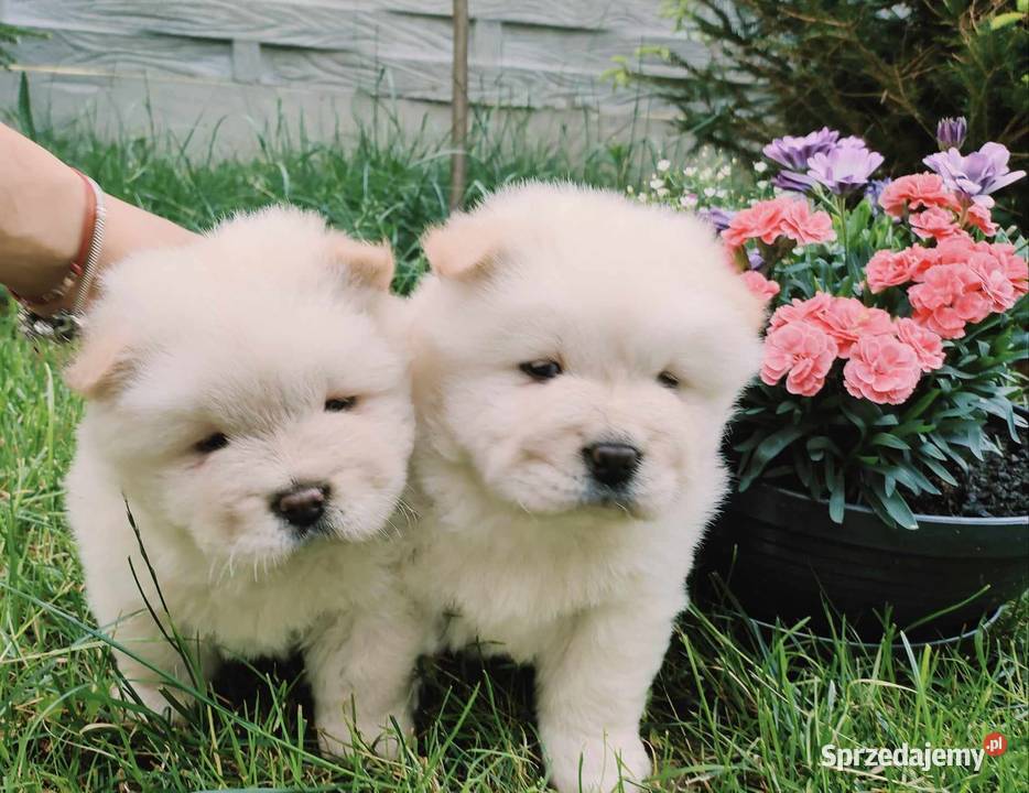 CZAU CZAU CHOW CHOW SUNIA I PIESEK PIĘKNE Drogusza