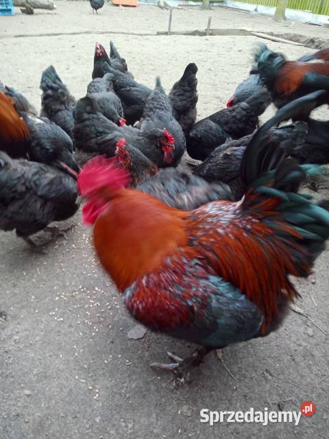 Jaja kury Marans czarny Ryki