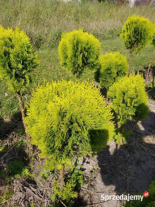 Tuja wschodnia Aurea Nana Kula juta Kraków 6070 Wawrzeńczyce