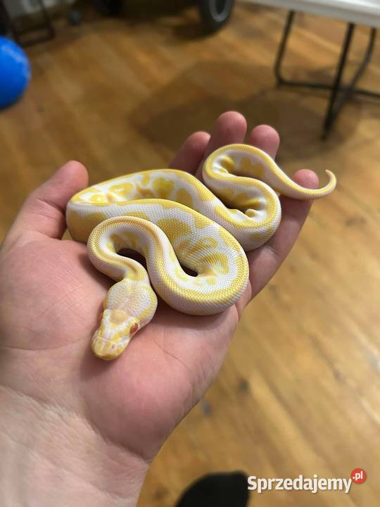 Pyton królewski wielkopolskie Poznań sprzedam
