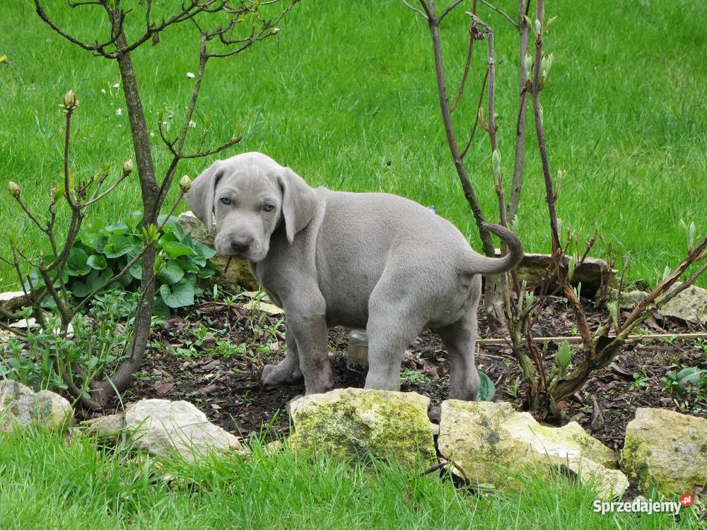 Wyżeł Weimarski szczenięta z rodowodem sprzedam