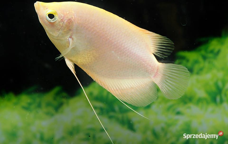 Gurami olbrzymi odmiana GOLD Osphronemus gorami Gdańsk