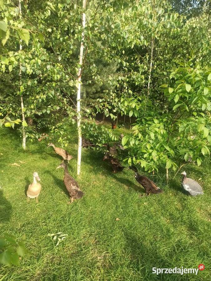 Jaja lęgowe biegusa biegus indyjski Krasnystaw