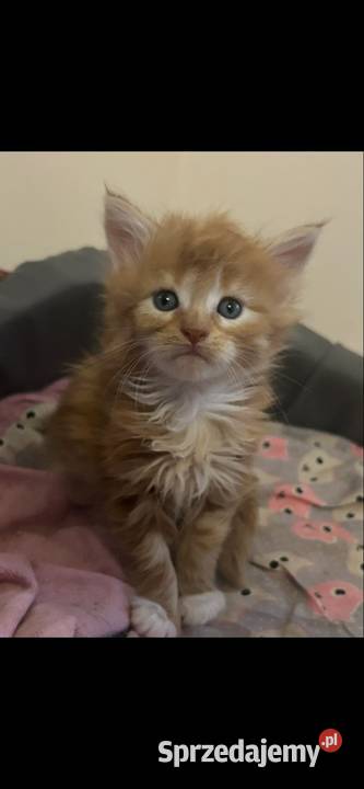 Kocurek Maine coon Grudziądz