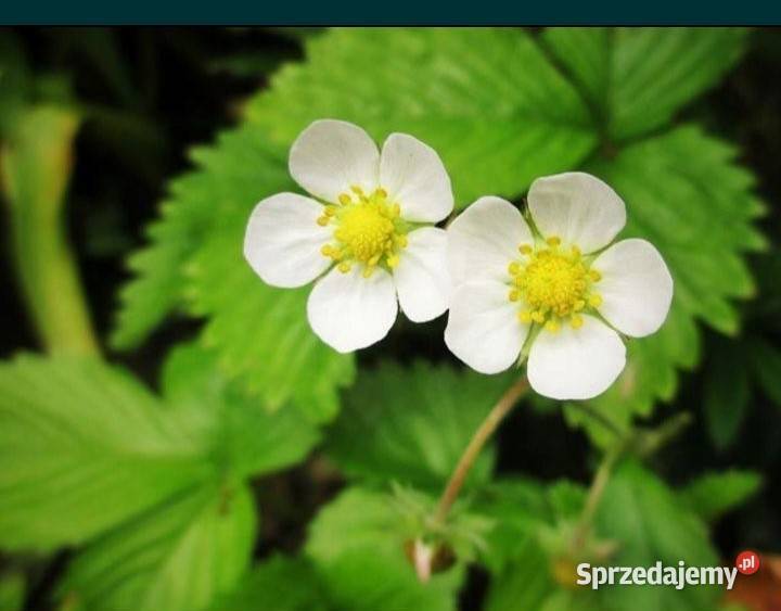 Buziaczki truskawek sprzedam sprzedam