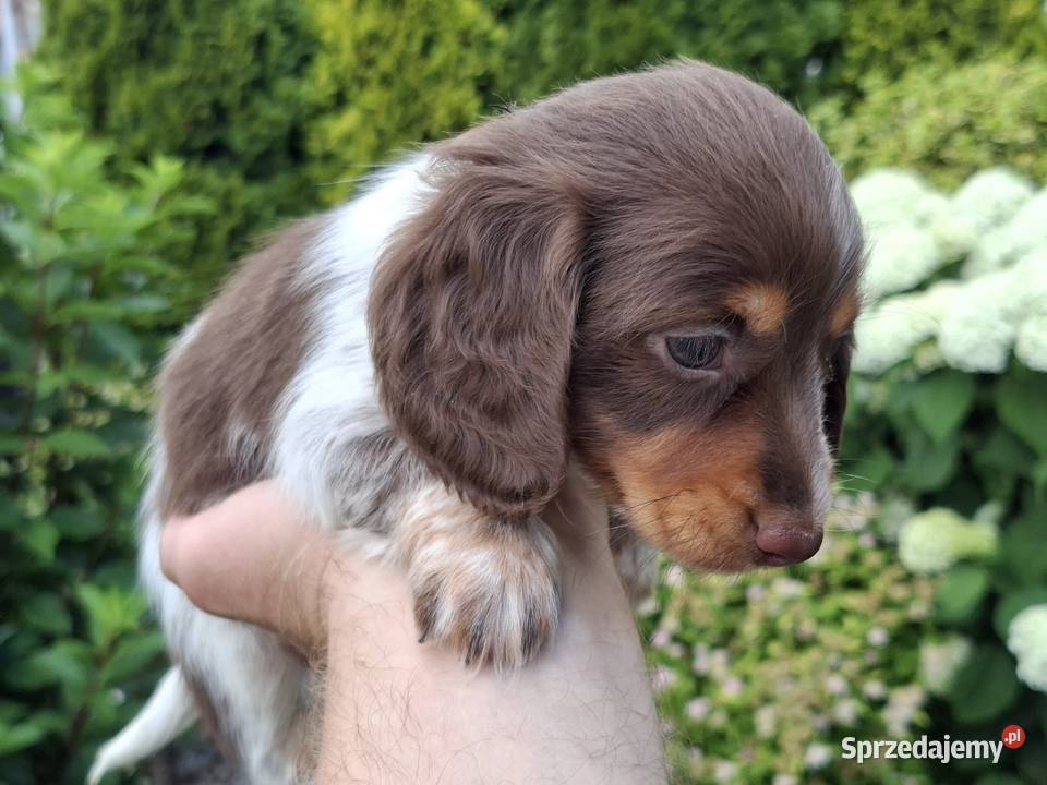Jamnik długowłosy Piebald Brindle Choco łódzkie