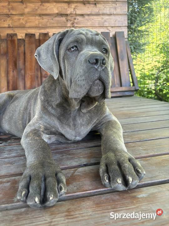Szczeniaki Cane Corso ZKwP FCI Gończyce sprzedam