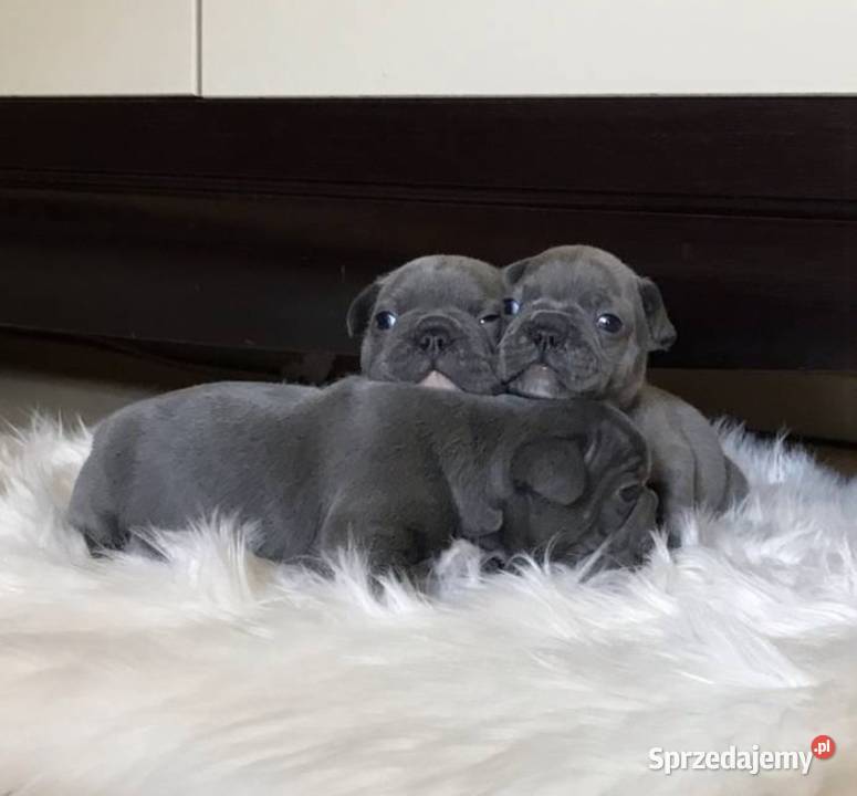 Przepiękne buldogi francuskie blue niebieskie