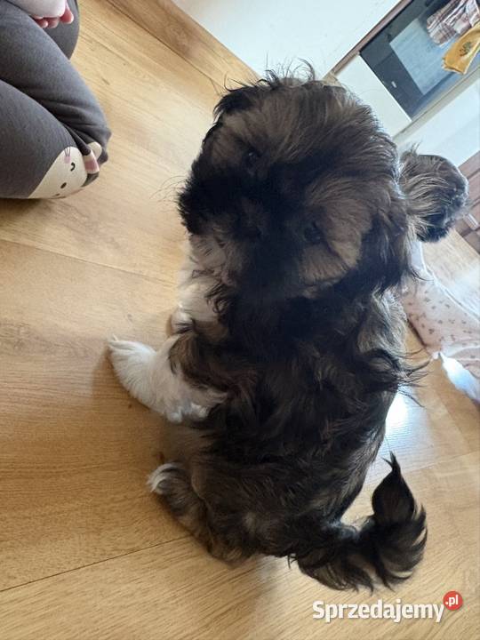 Suczka shih tzu Lipa