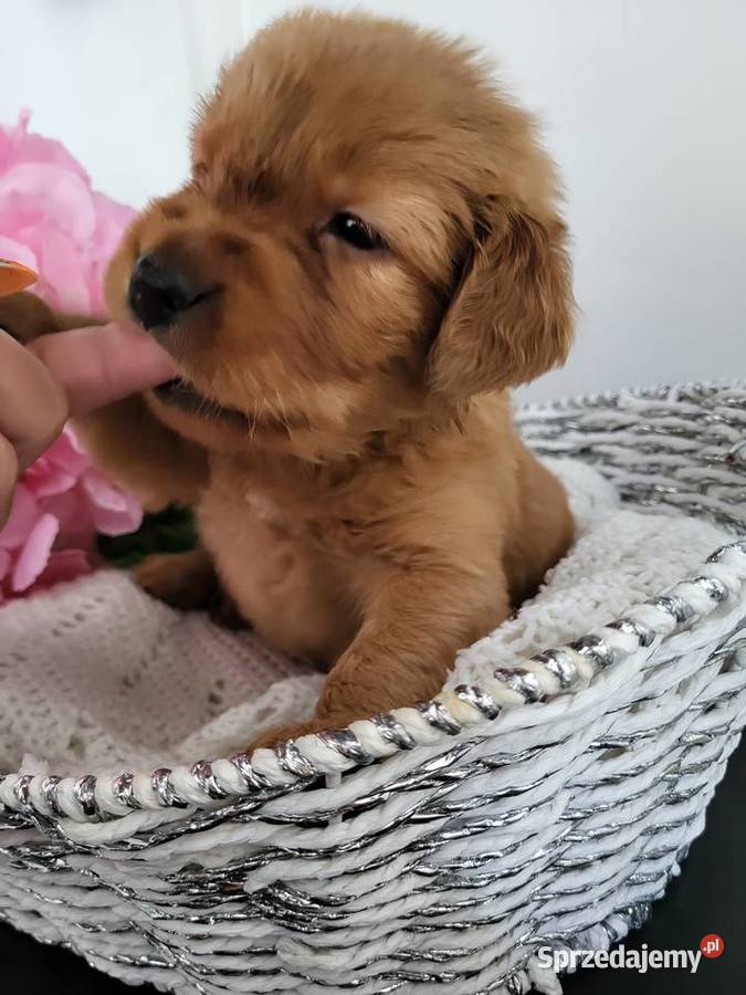 Golden retriever gotowe na nowy domek Poręba
