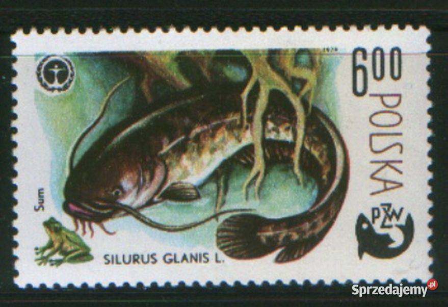 Zn Fi 2477 1979 śląskie Gliwice sprzedam