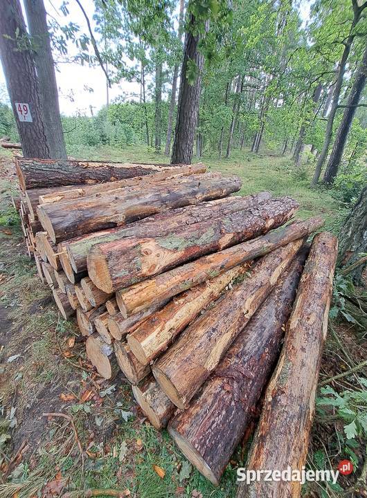 drewno opałowe pomorskie