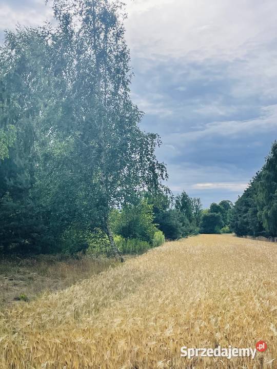 Działka rolnobudowlna 157ha każdego ranczo siedliskowa Lipiny sprzedam