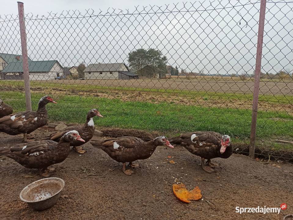 Kaczki i kaczory francuskiepiżmowe czekoladowe lubelskie Krasnystaw sprzedam