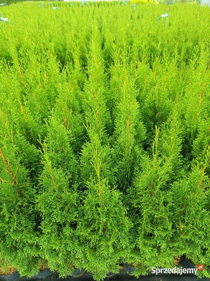 tuja szmaragd żywopłot krzewy Lutcza