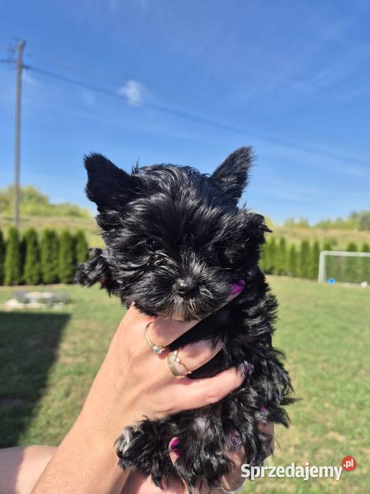 York terrier Black piesek York